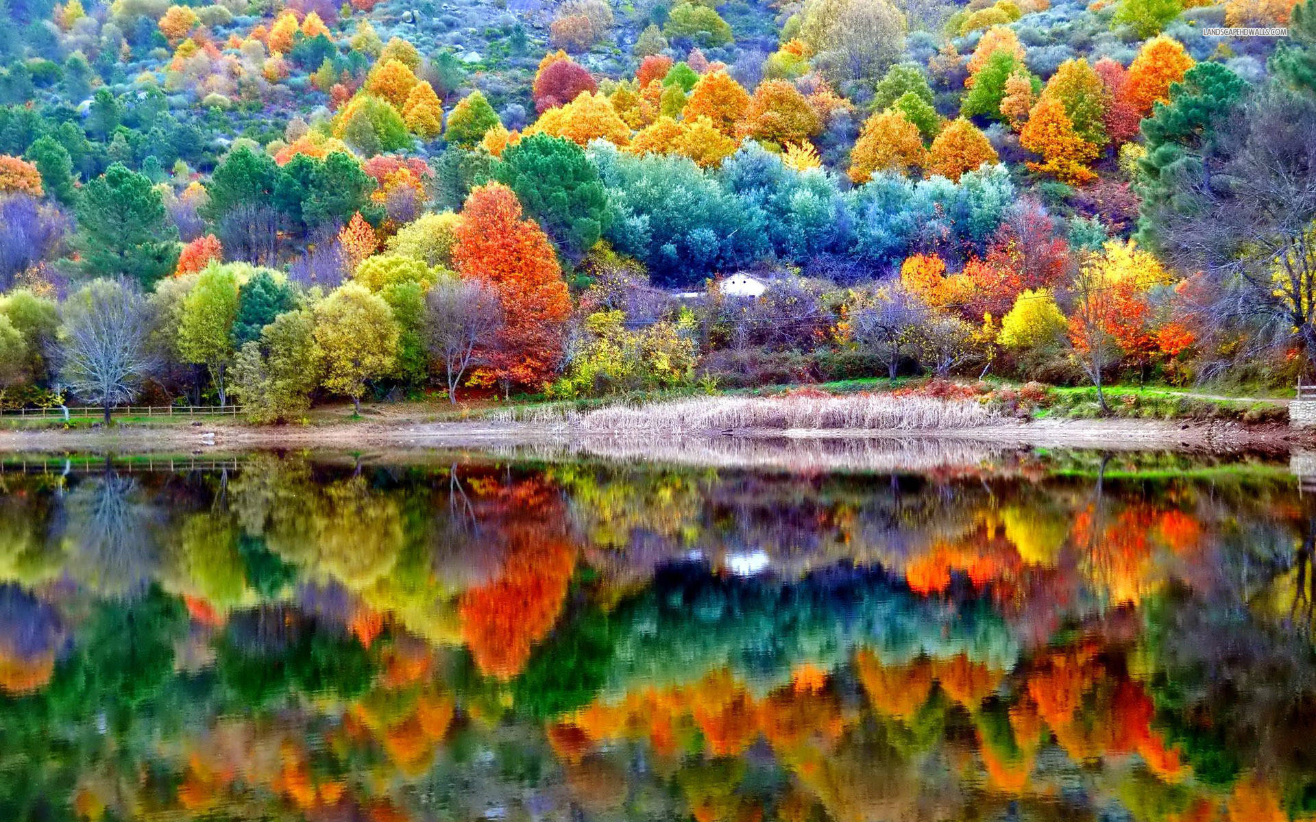Papelde Parede De Computador Ou Celular: Floresta Colorida De Outono Bonita. Papel de Parede