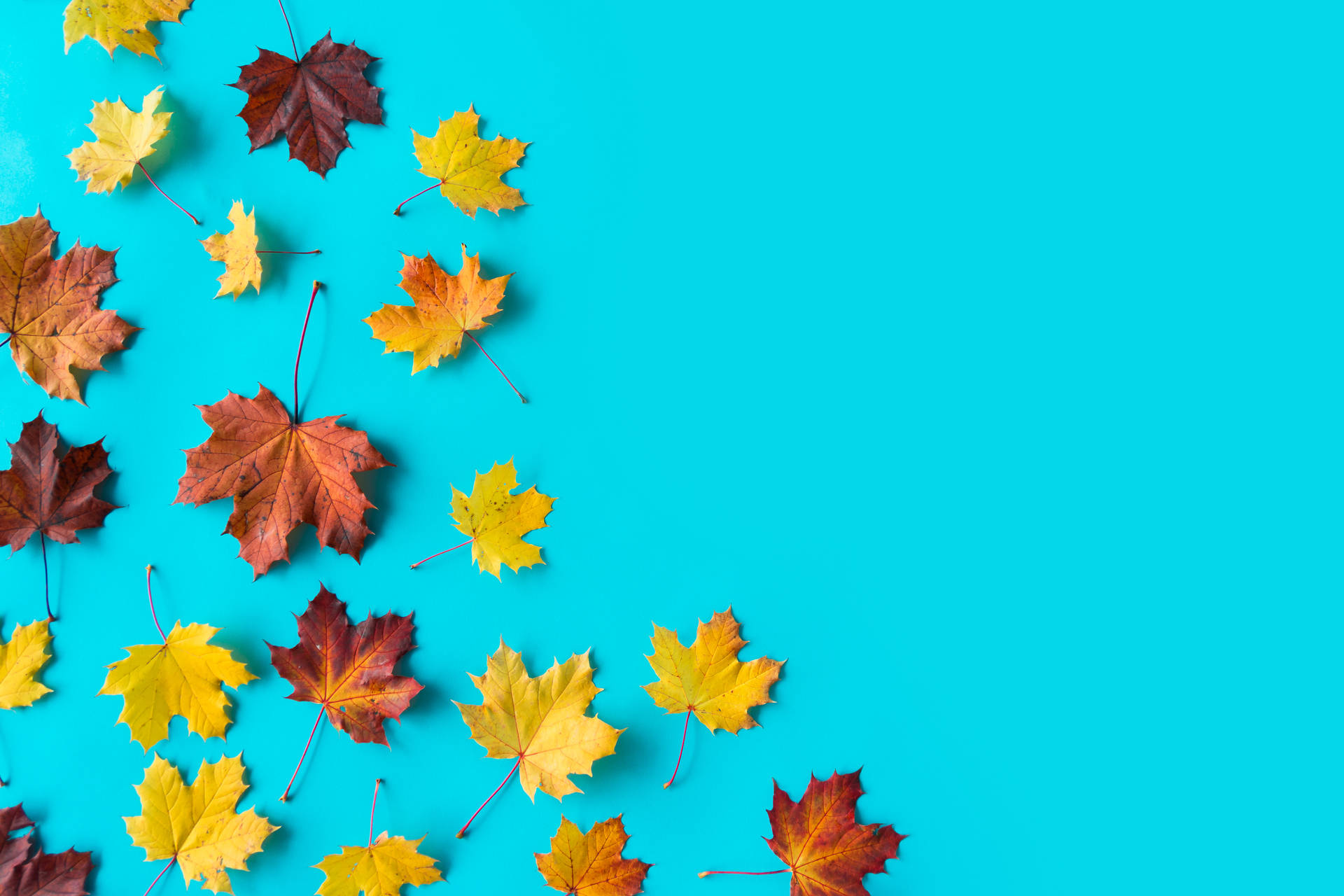 Colourful Maple Leaves Beautiful Autumn Desktop Wallpaper