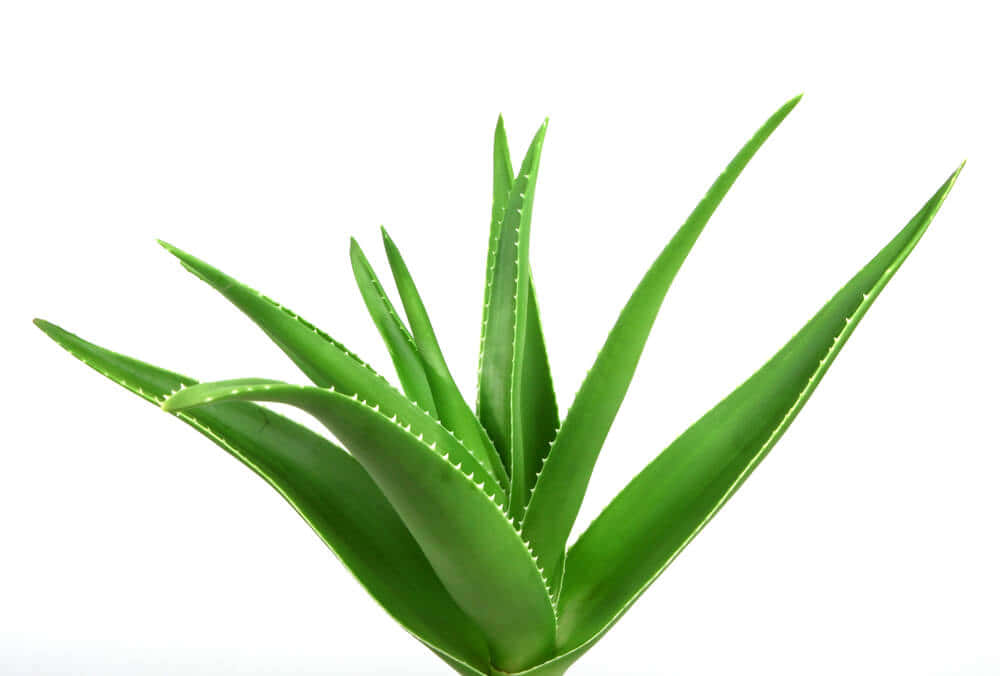 Coltivazionedi Una Pianta Di Aloe Vera In Un Fresco Giardino Verde