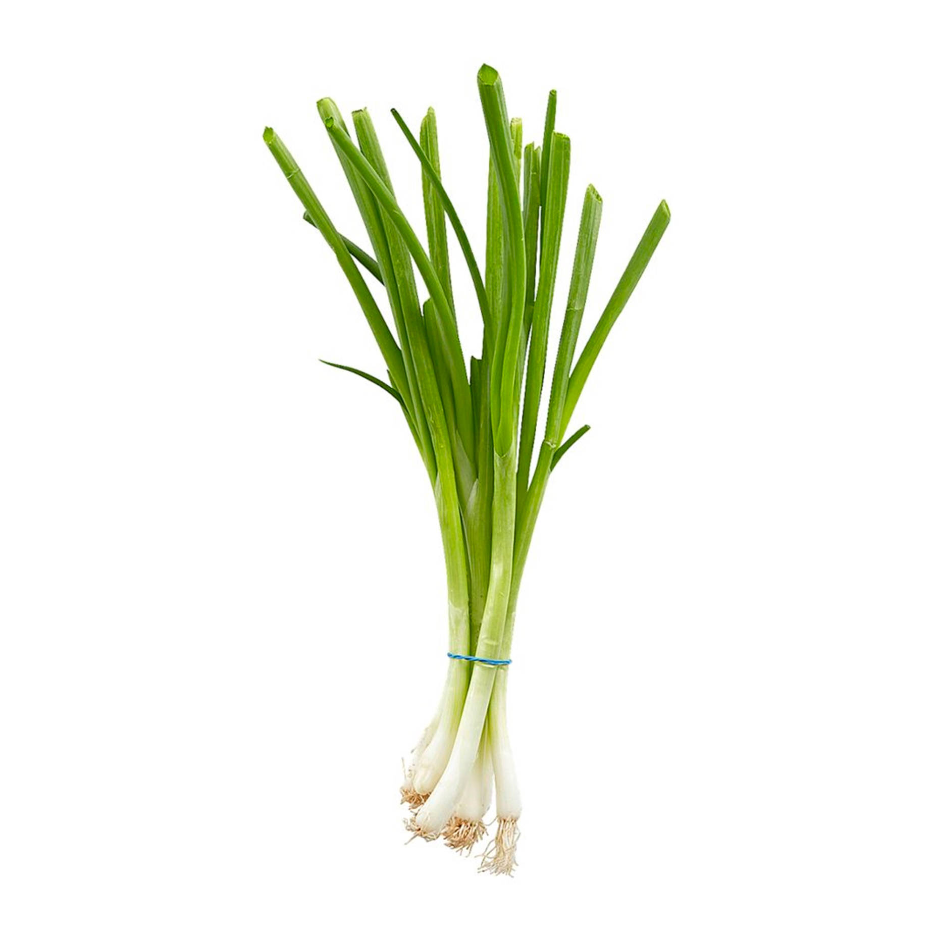 Freshly harvested commercial bundle of green onions Wallpaper