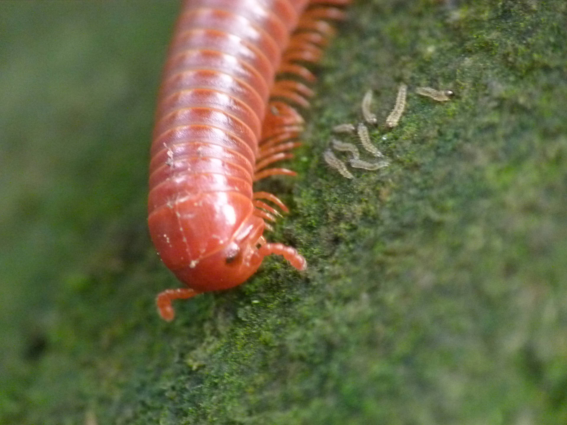 Common Asian Millipede On A Moss-Covered Surface Wallpaper