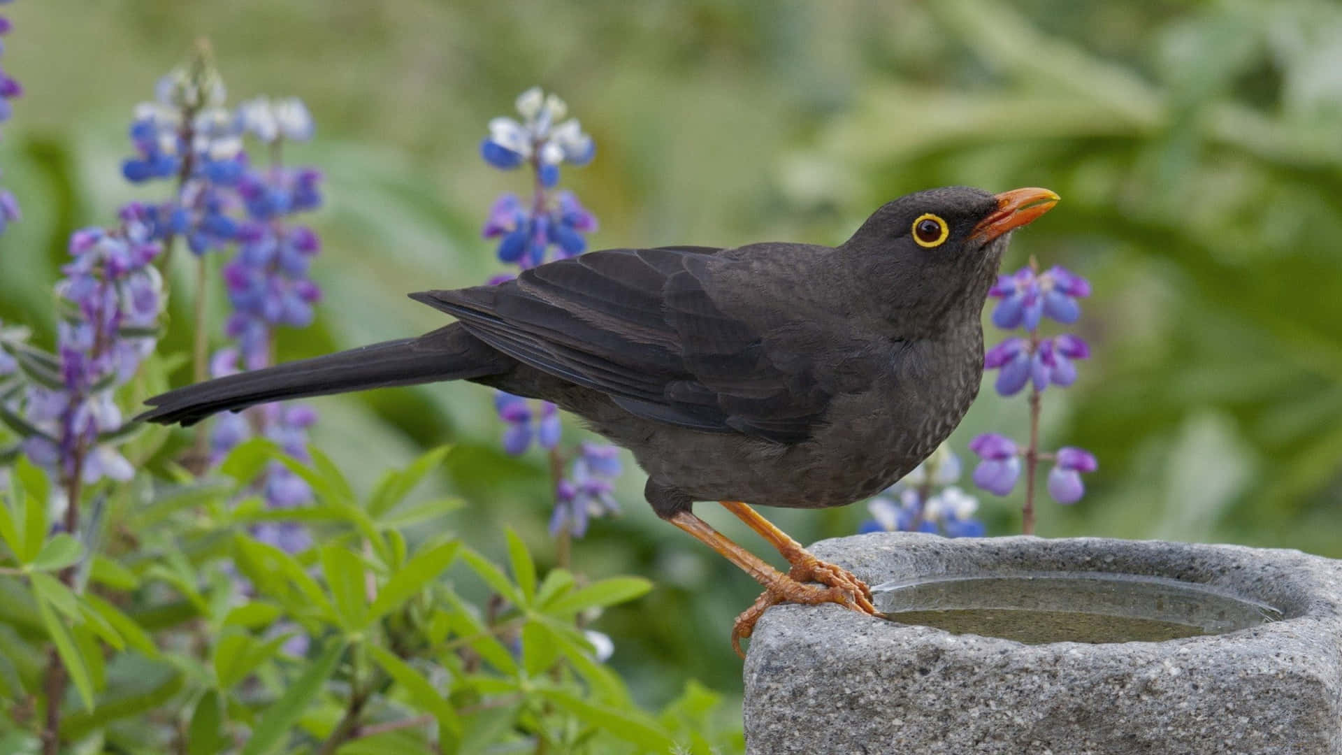 Common Blackbird At Birdbath Wallpaper