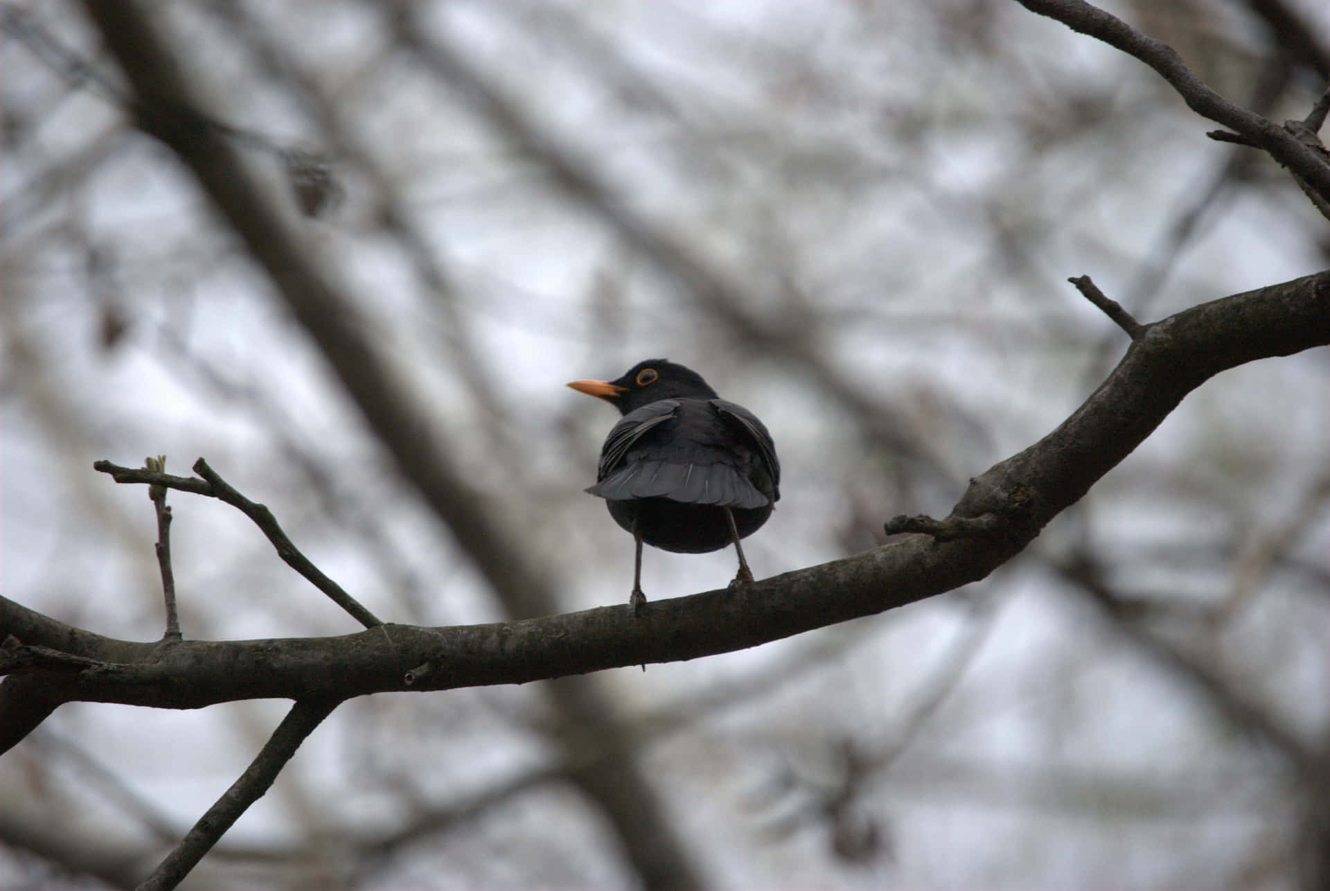 Common_ Blackbird_ Perched_on_ Branch.jpg Wallpaper