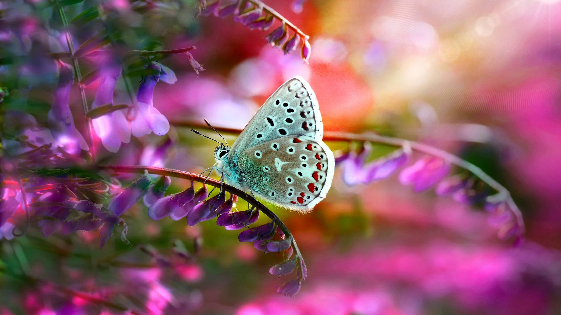 Common Blue Butterfly On Flower Wallpaper