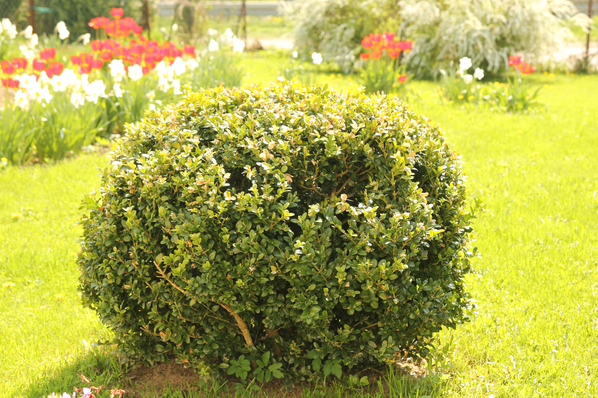 Common Box Bush With Red And White Flowers Picture