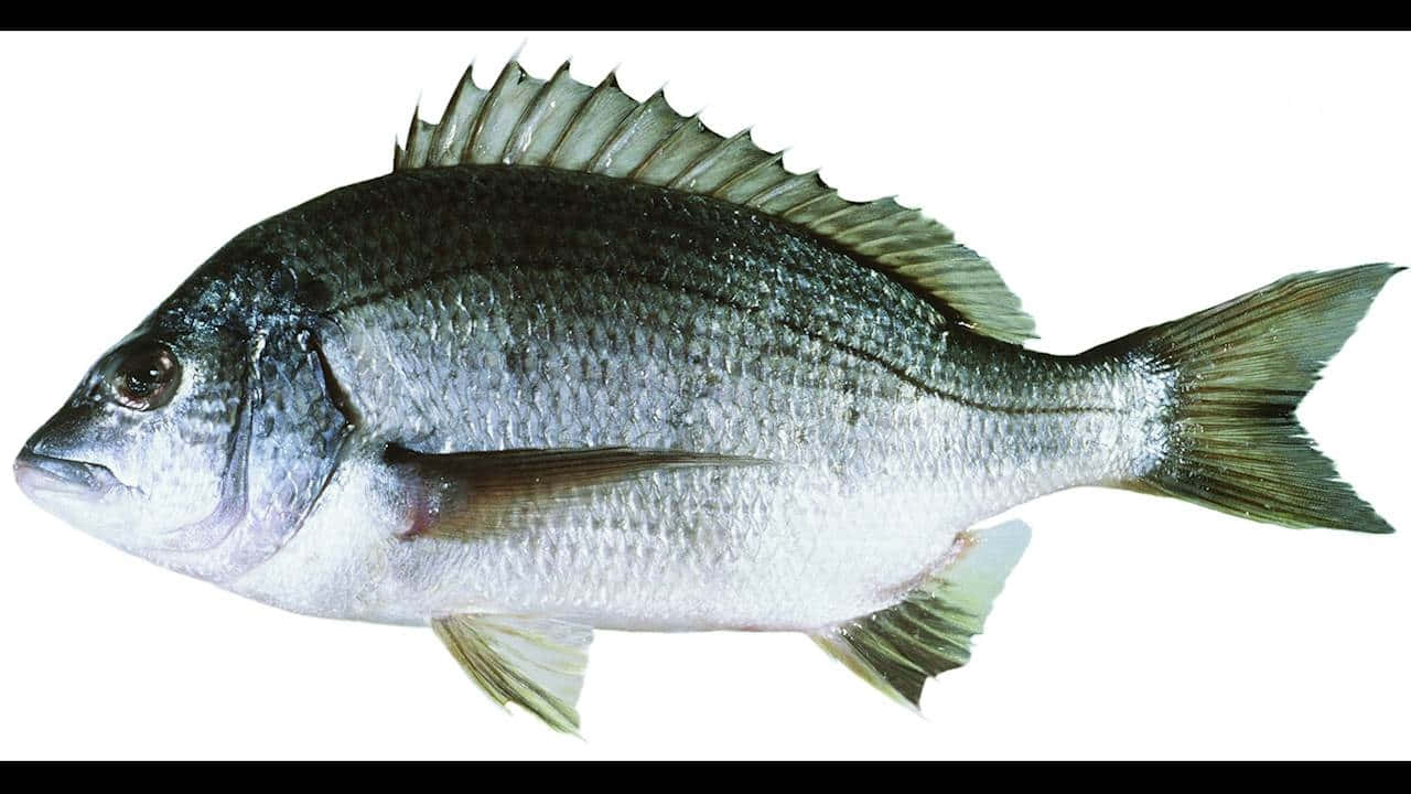 Common Bream Fish Isolated Wallpaper
