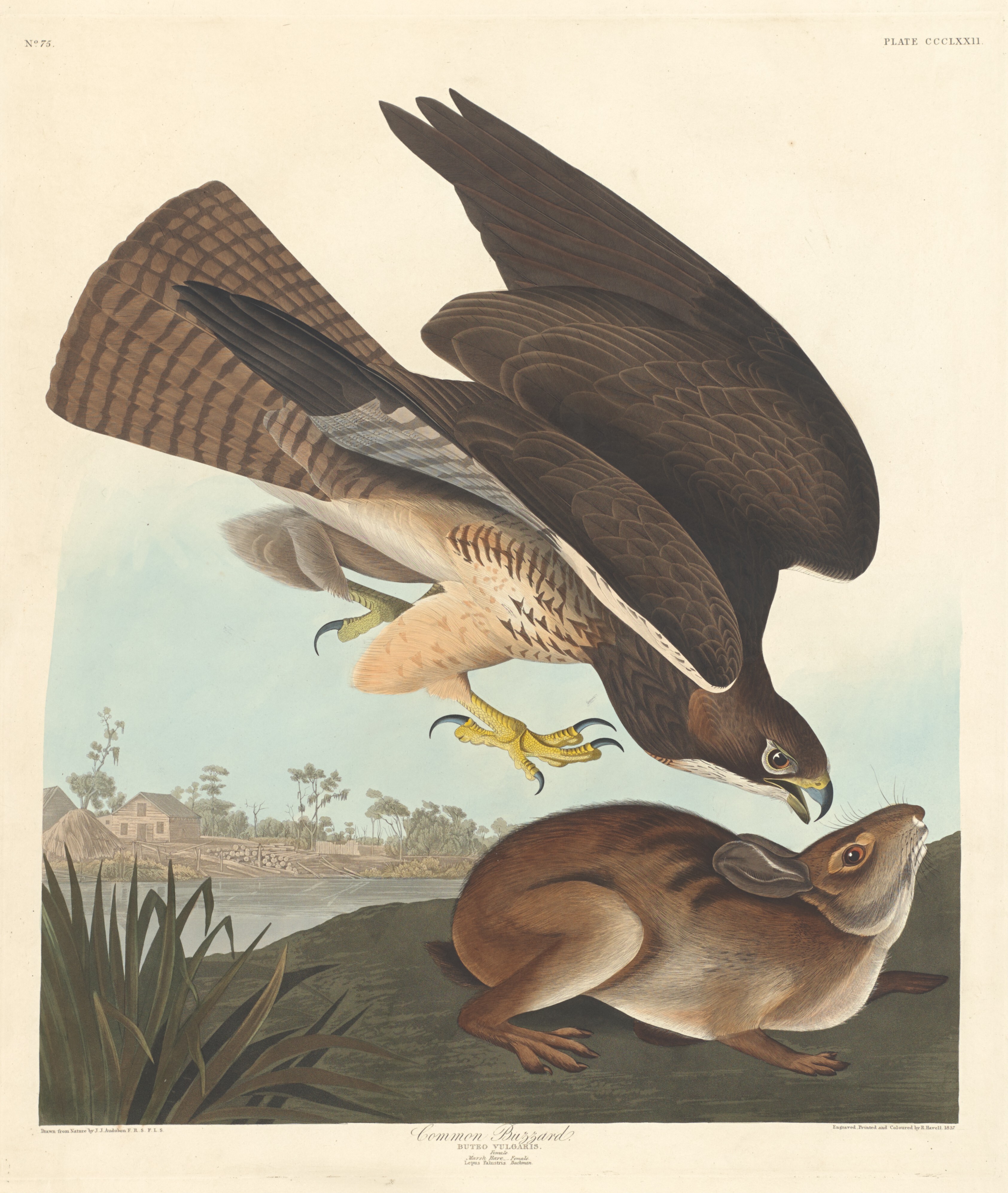 Common Buzzard Wallpaper