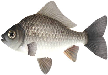 Common Carp Illustration.png PNG