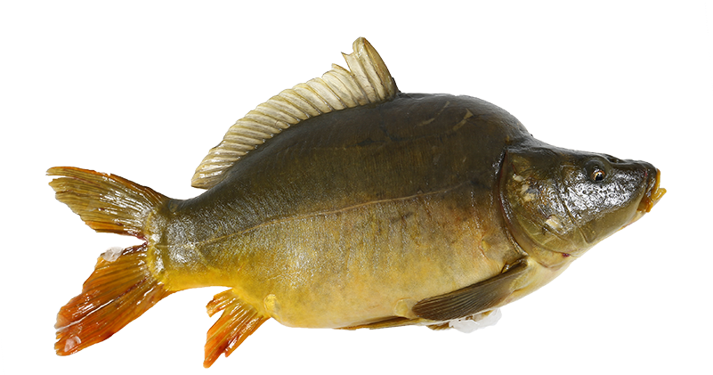 Common Carp Side View PNG