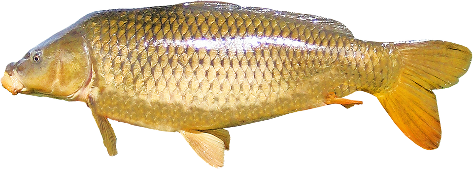 Common Carp Side View.png PNG
