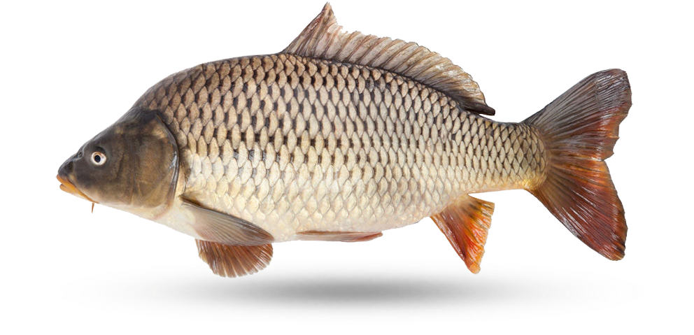 Common Carp Side View.png PNG