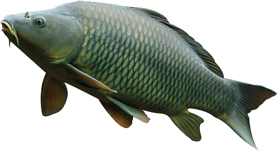 Common Carp Swimming Isolated PNG