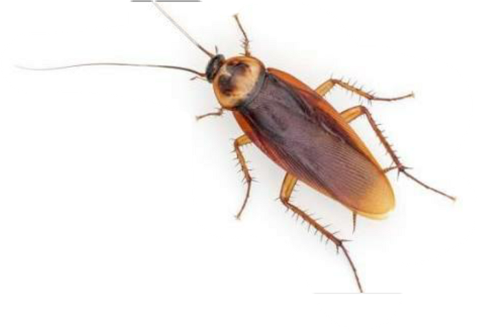 Common Cockroach Isolated PNG