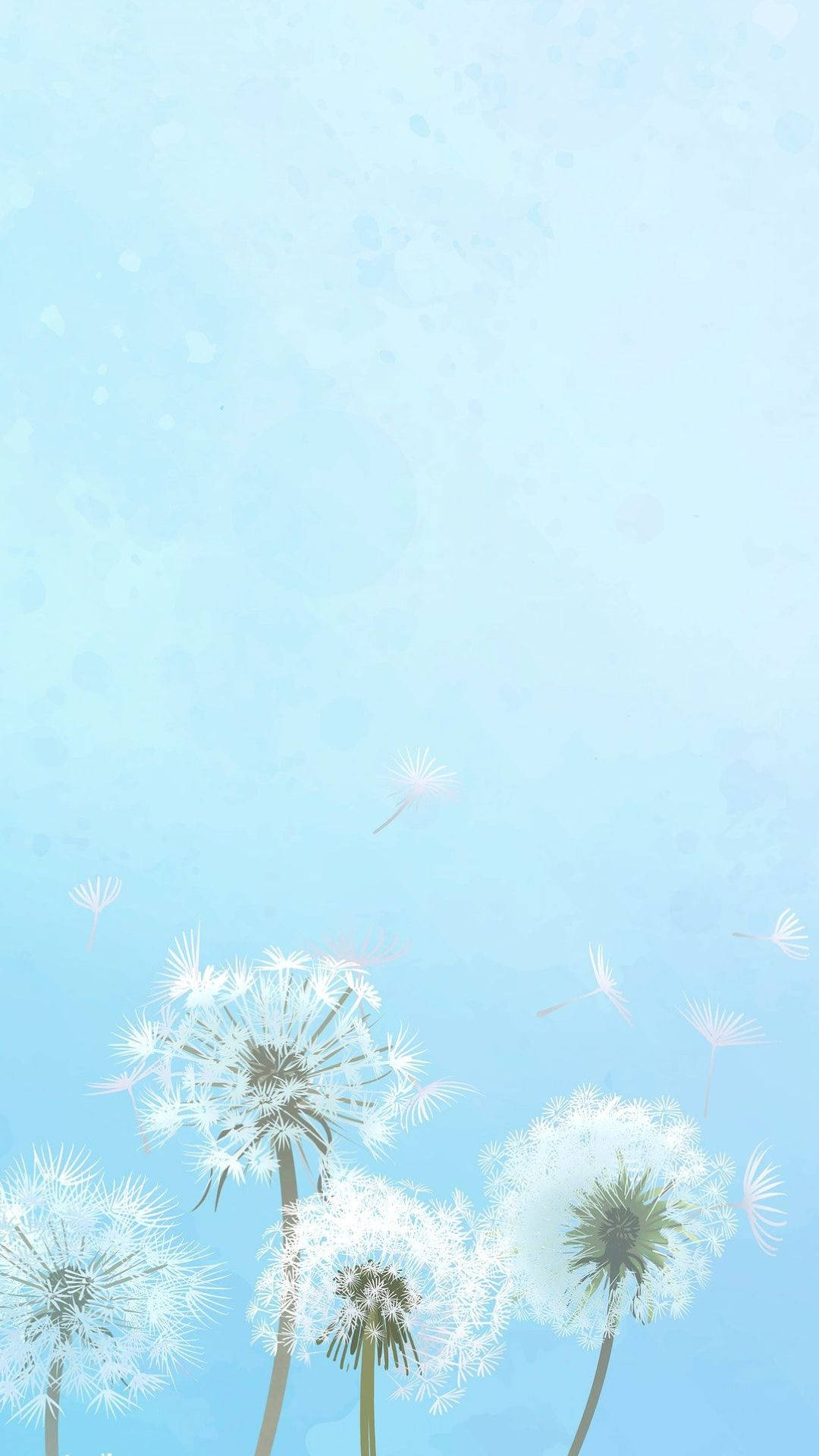 Common Dandelions On Baby Blue Sky Wallpaper