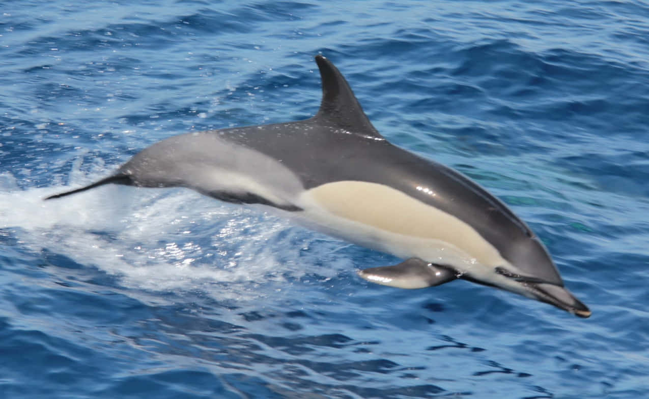 Vanlig Delfin Som Hopper I Blått Hav Bakgrunnsbildet