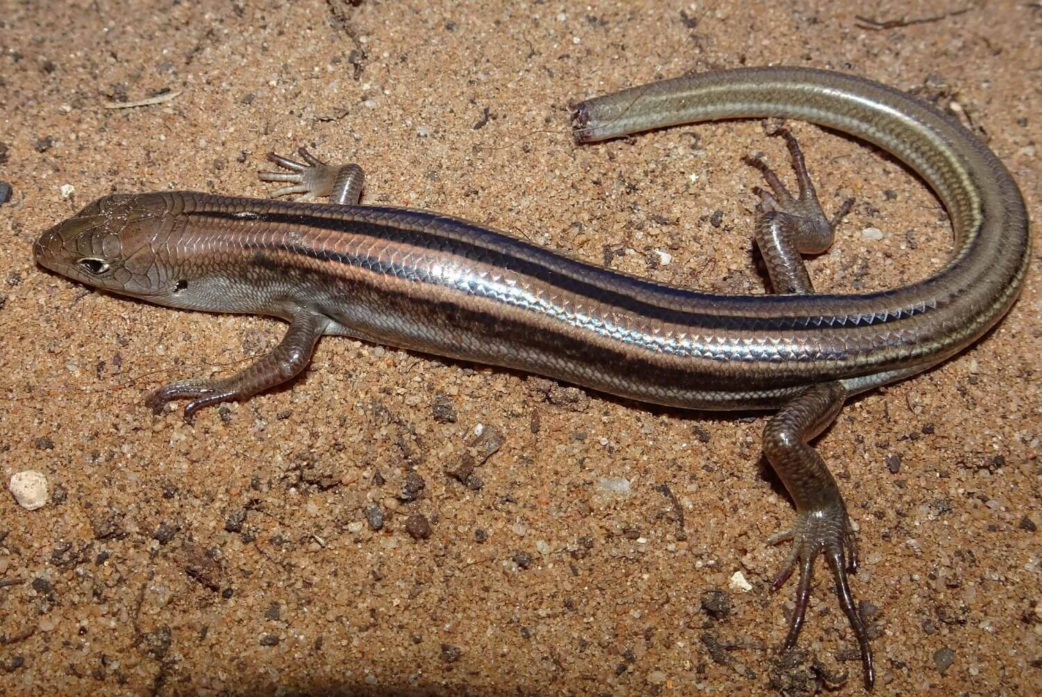 Common Five Lined Ground Skink Wallpaper