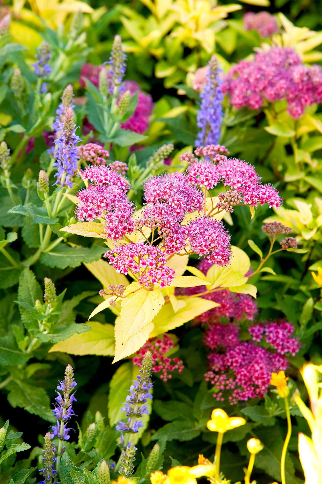 Common Garden Flowers Picture