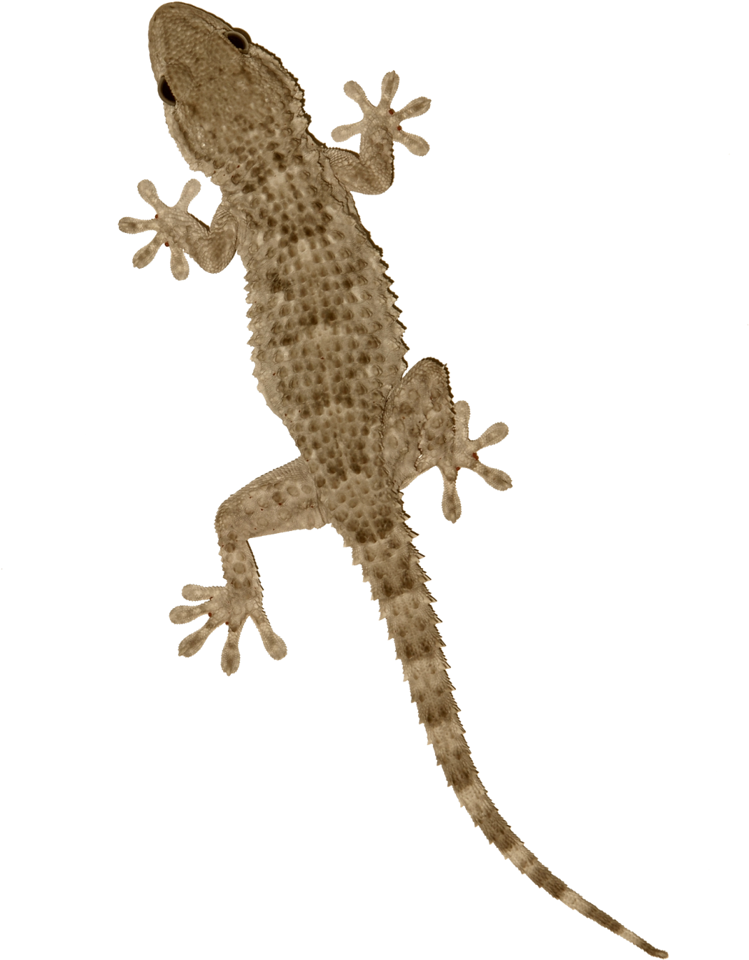 Common Gecko On Transparent Background.png PNG