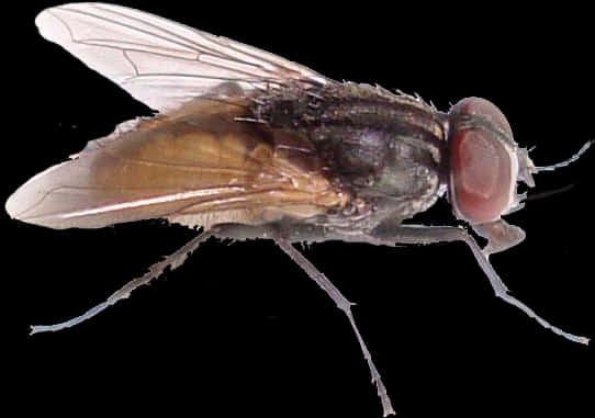 Common Housefly Profile PNG