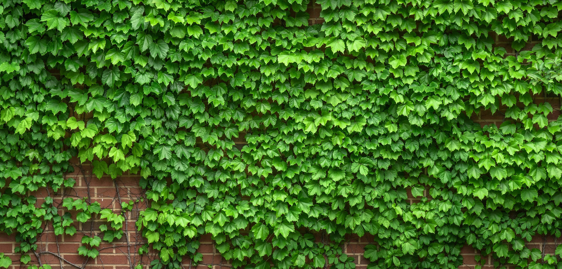 Common Ivy Plant 4k Desktop Background