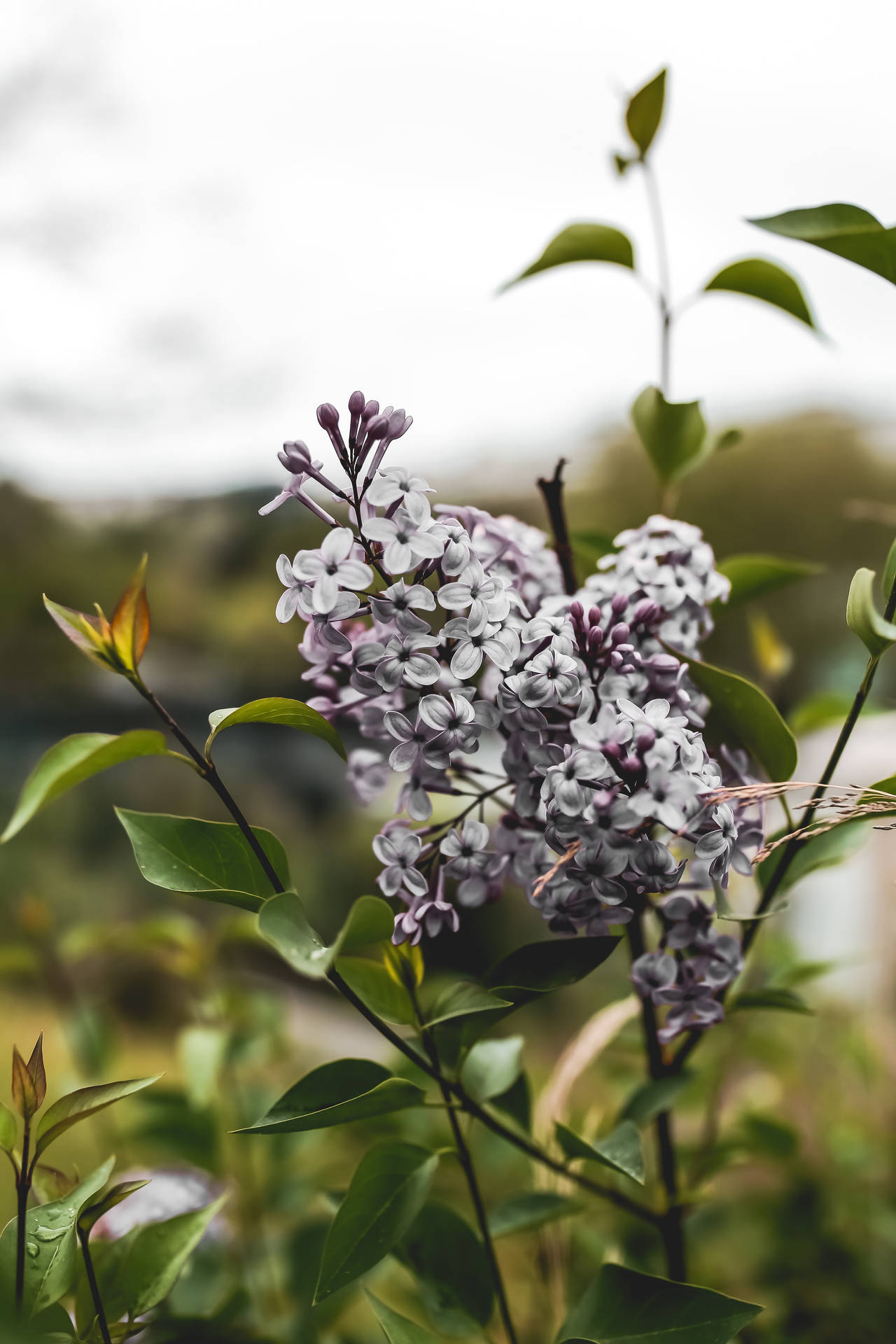 Common Lilac Flower Android Wallpaper