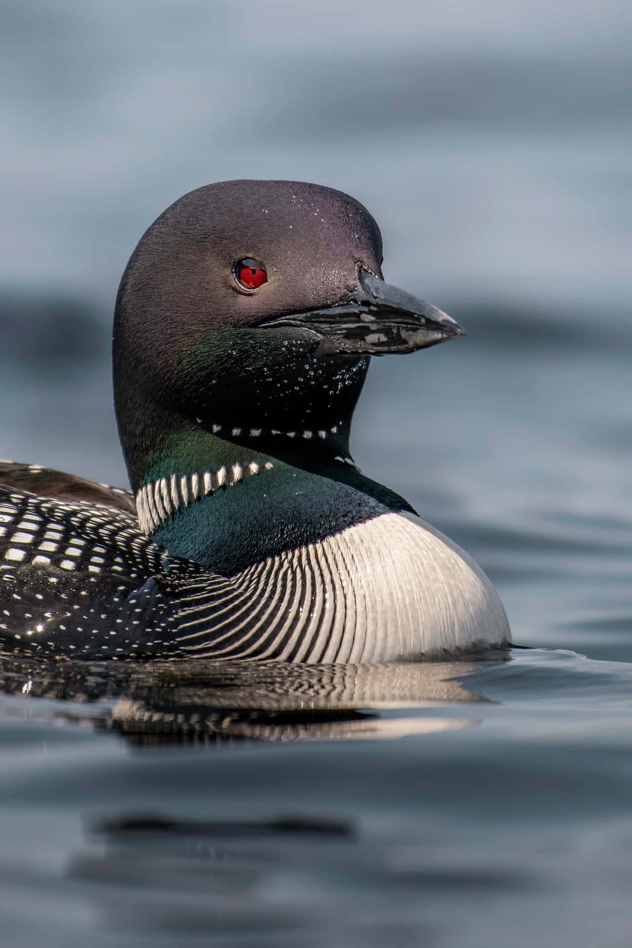 Common Loon Close Up.jpg Wallpaper