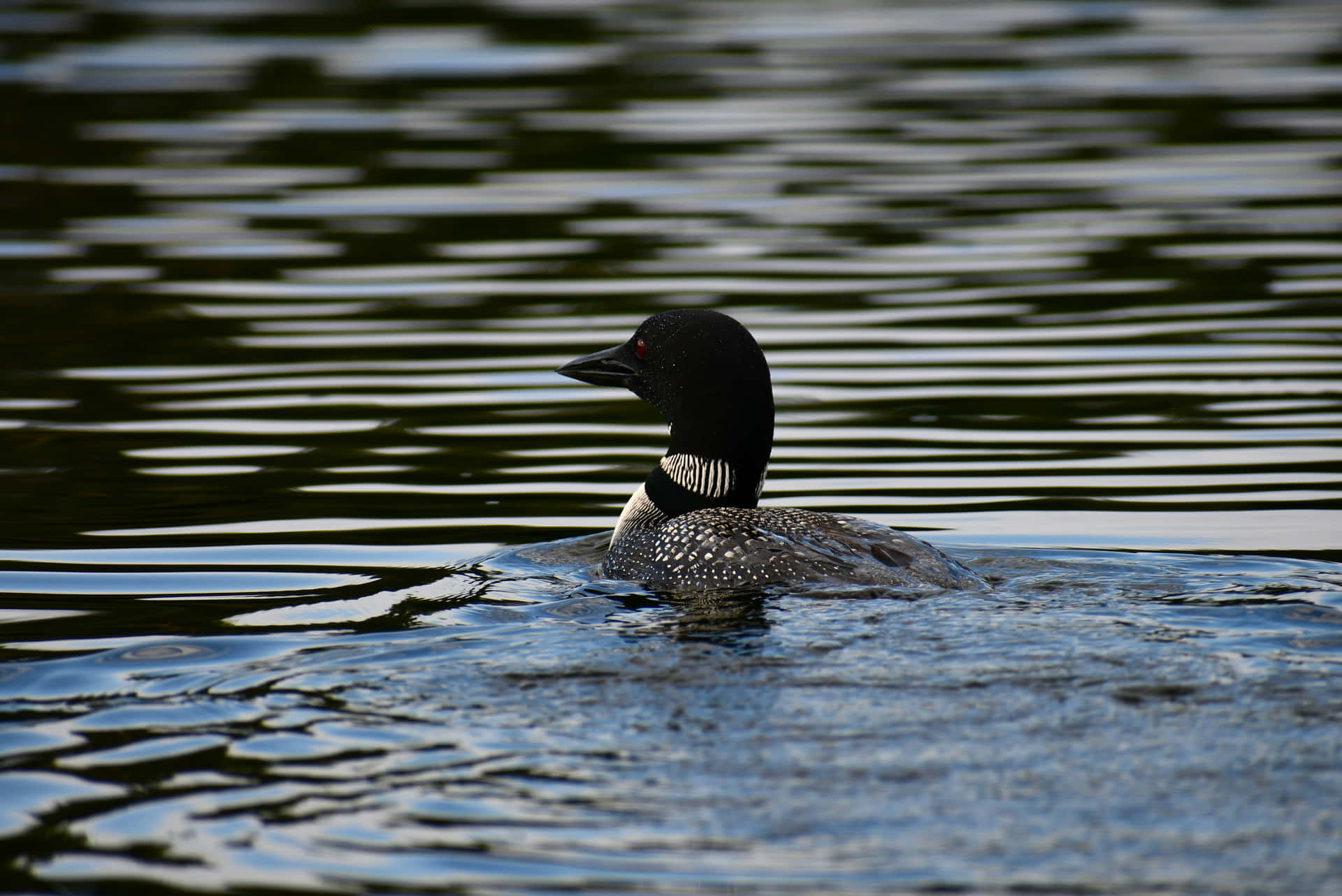 Common Loon Swimmingin Lake Wallpaper