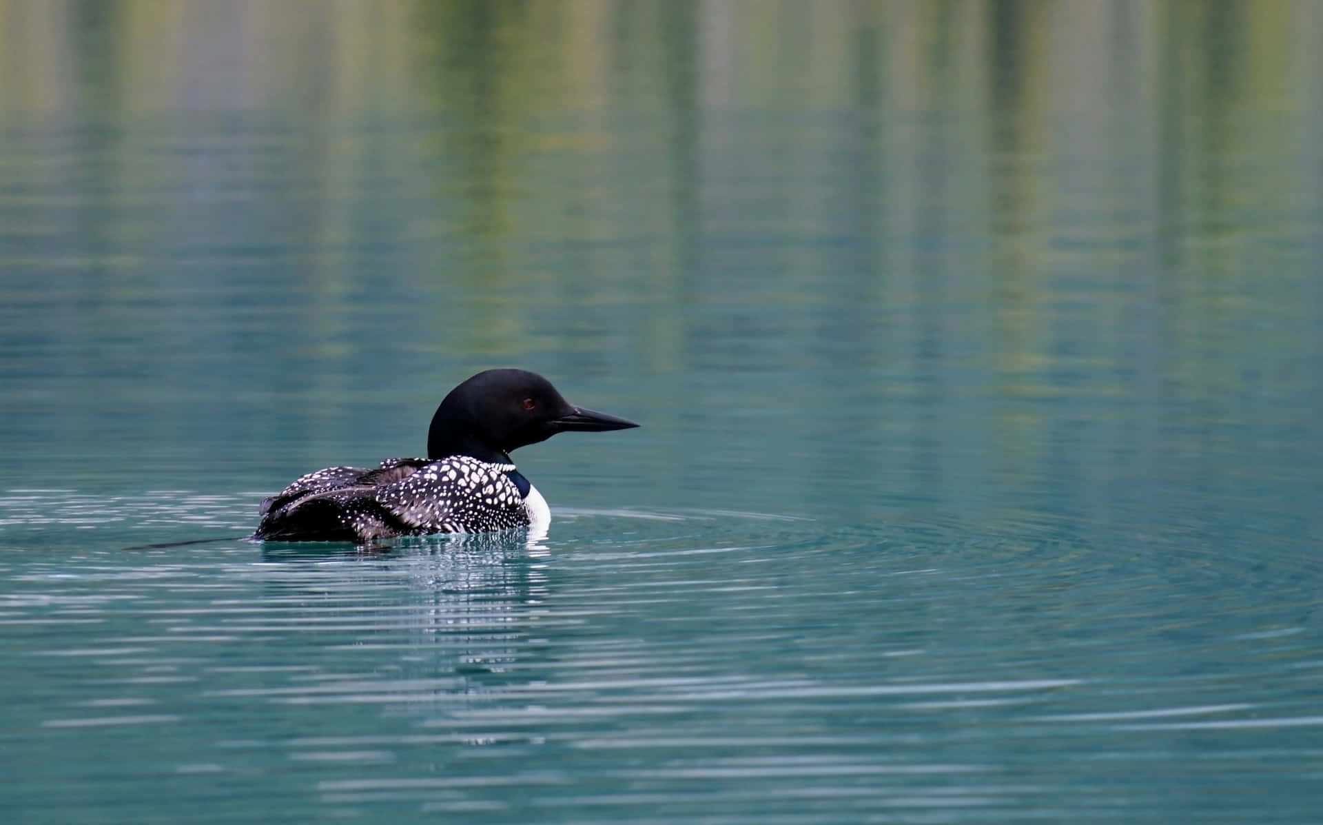 Common Loon Swimmingin Lake Wallpaper