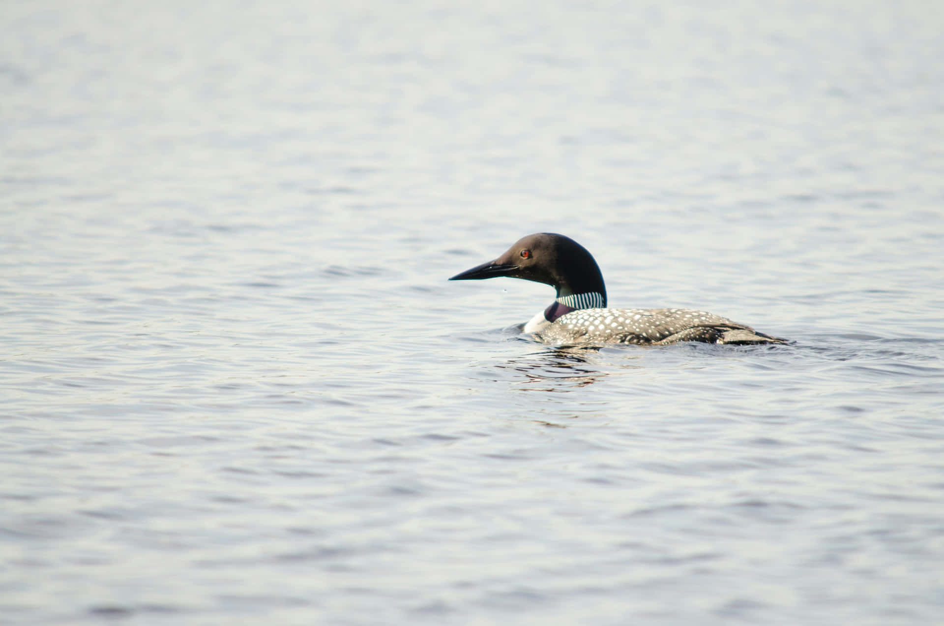 Common Loon Swimmingin Lake.jpg Wallpaper