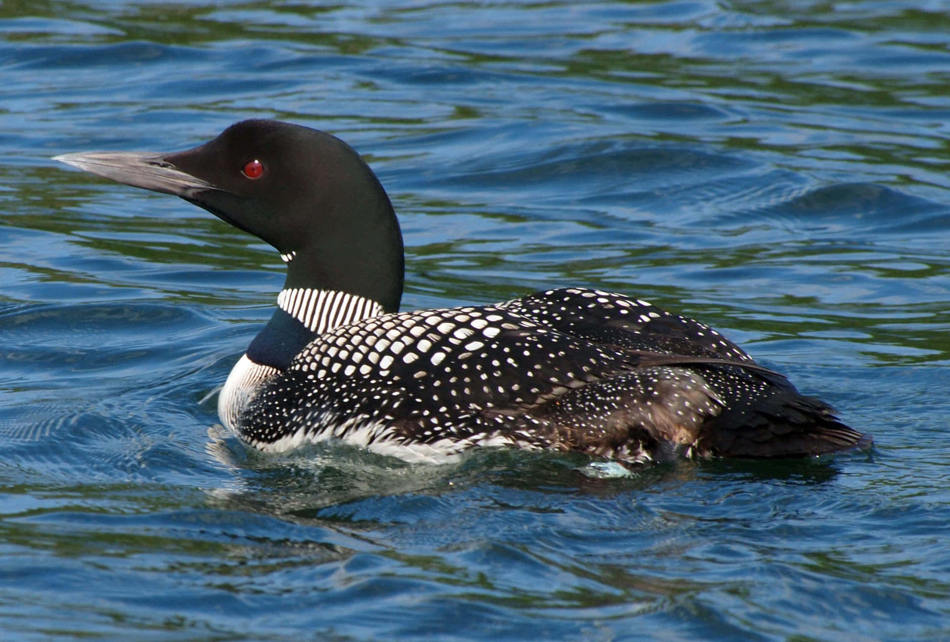 Common Loon Swimmingin Water Wallpaper