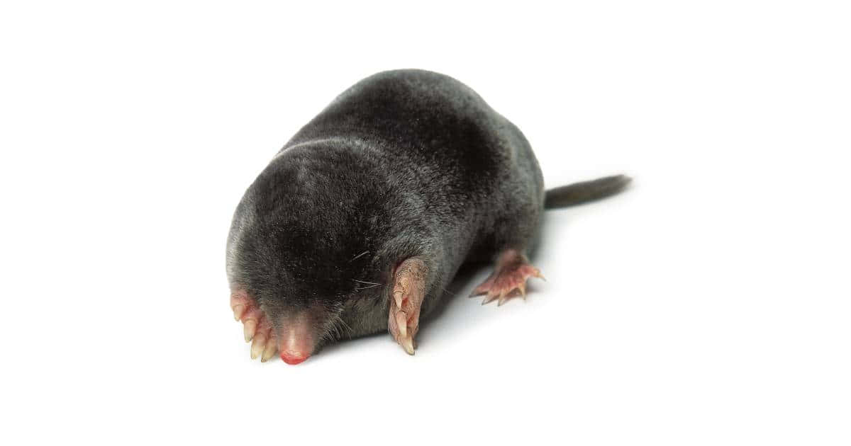 Common Mole White Background Wallpaper