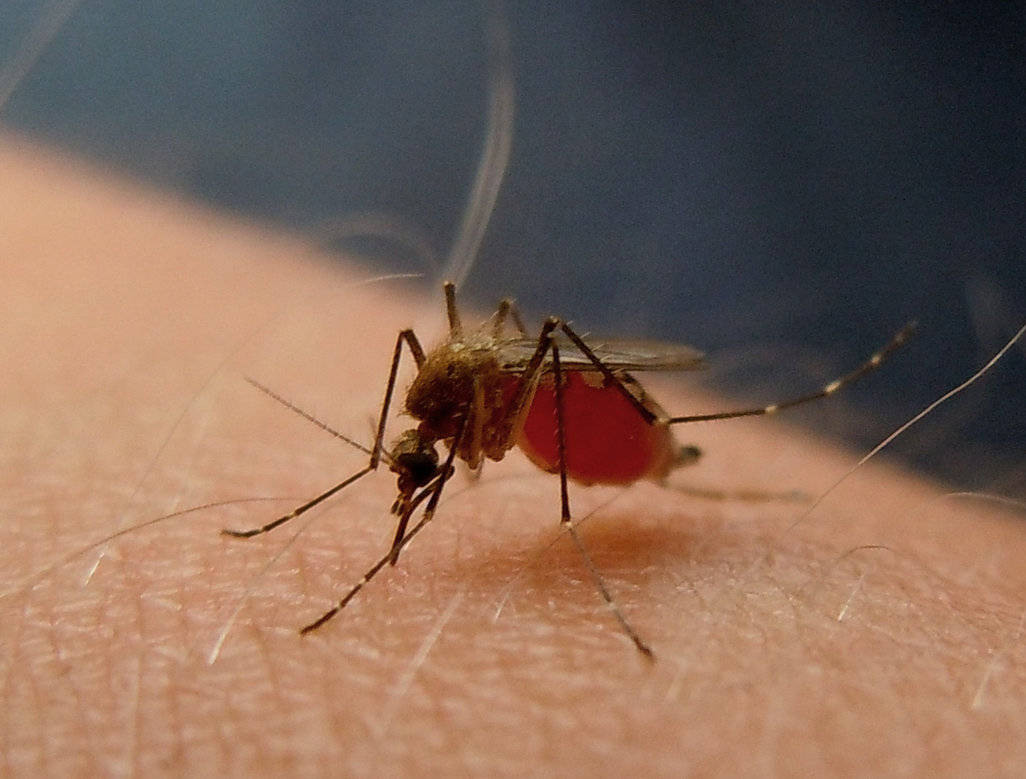 Mosquitocomún En El Brazo Humano Fondo de pantalla
