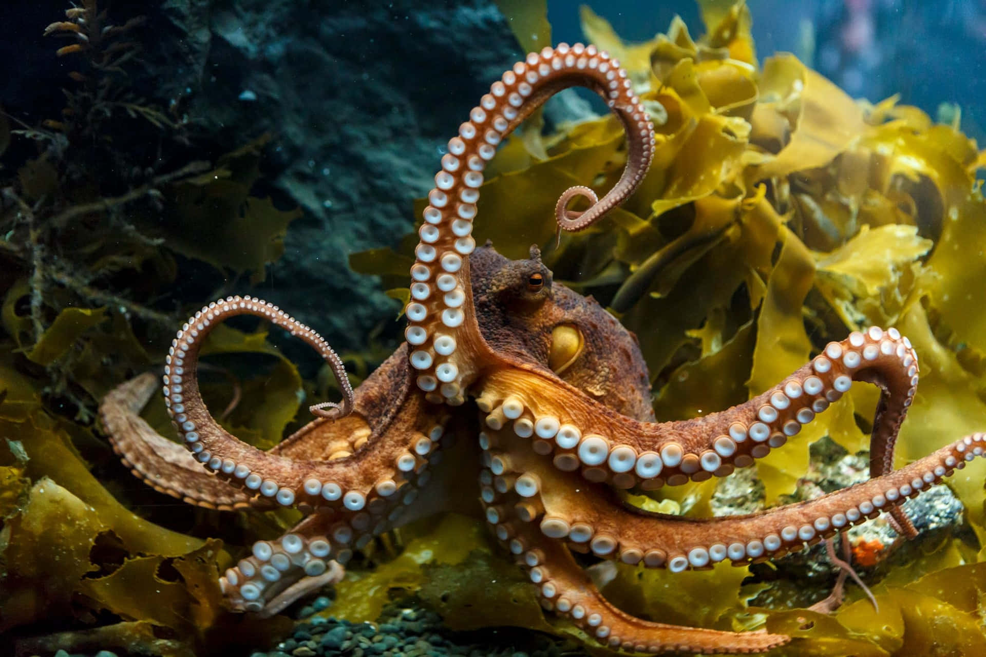 Common Octopus Amongst Kelp Wallpaper