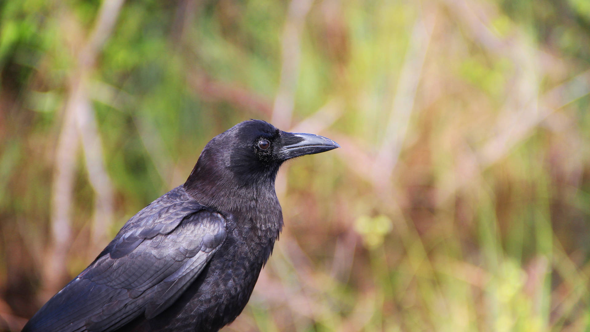 Common Raven Everglades National Park Picture