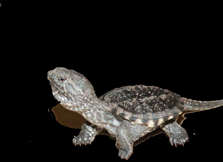 Common Snapping Turtle Profile PNG