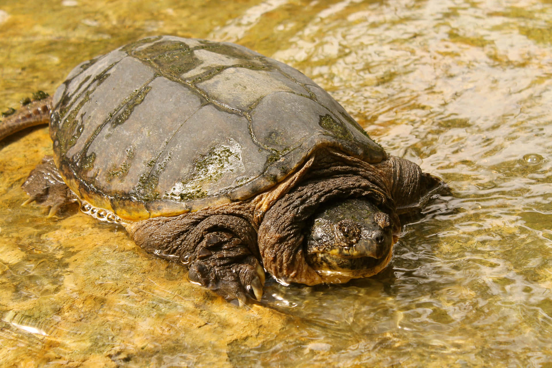 Common Snapping Turtlein Water.jpg Wallpaper