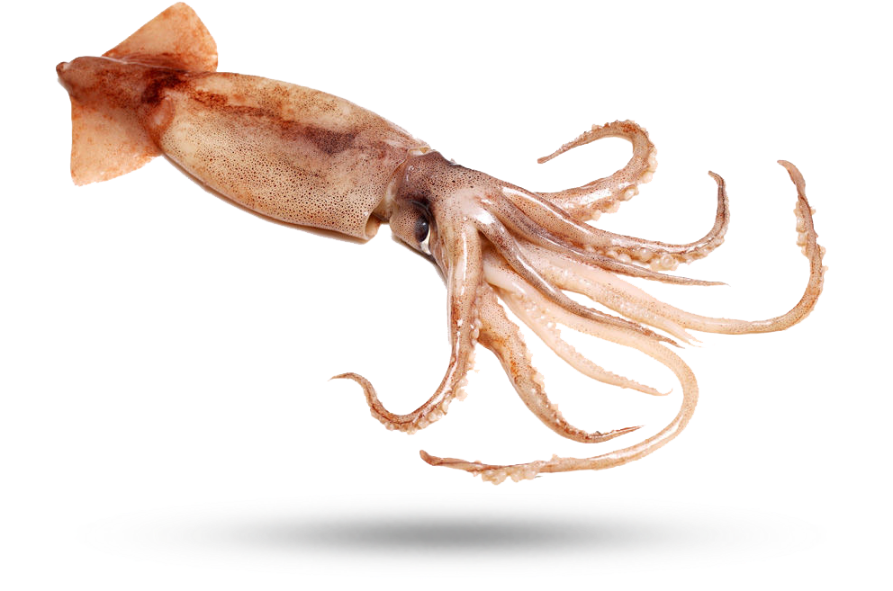 Common Squid Swimming PNG