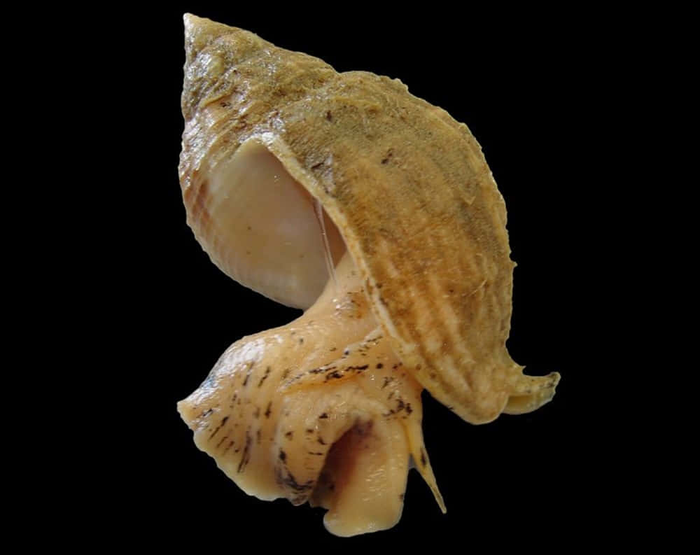 Common Whelk Sea Snail Wallpaper