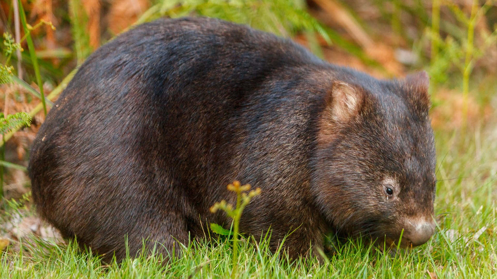 Common Wombatin Grass Wallpaper