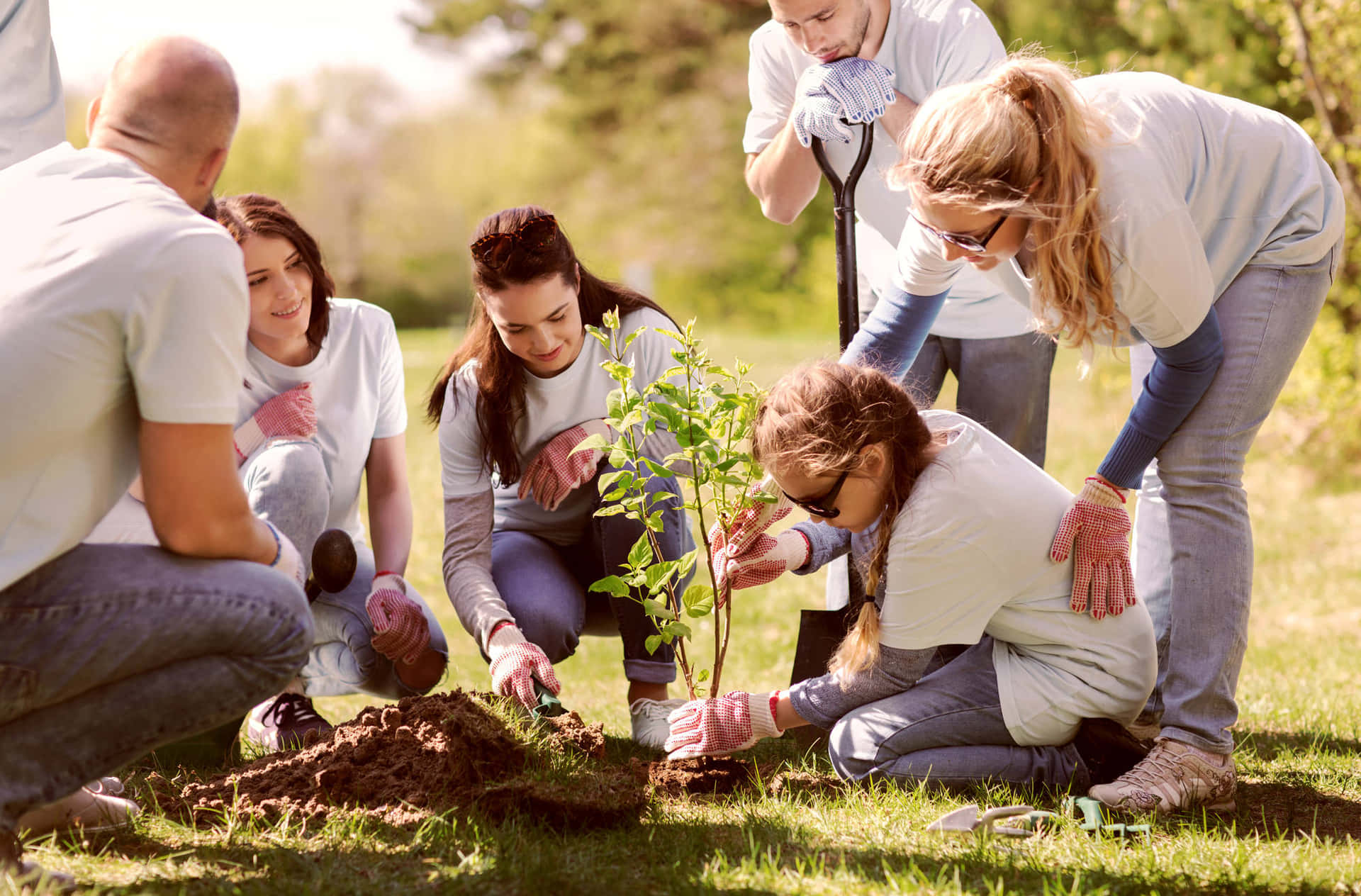 A Group Of People Planting A Tree In A Park