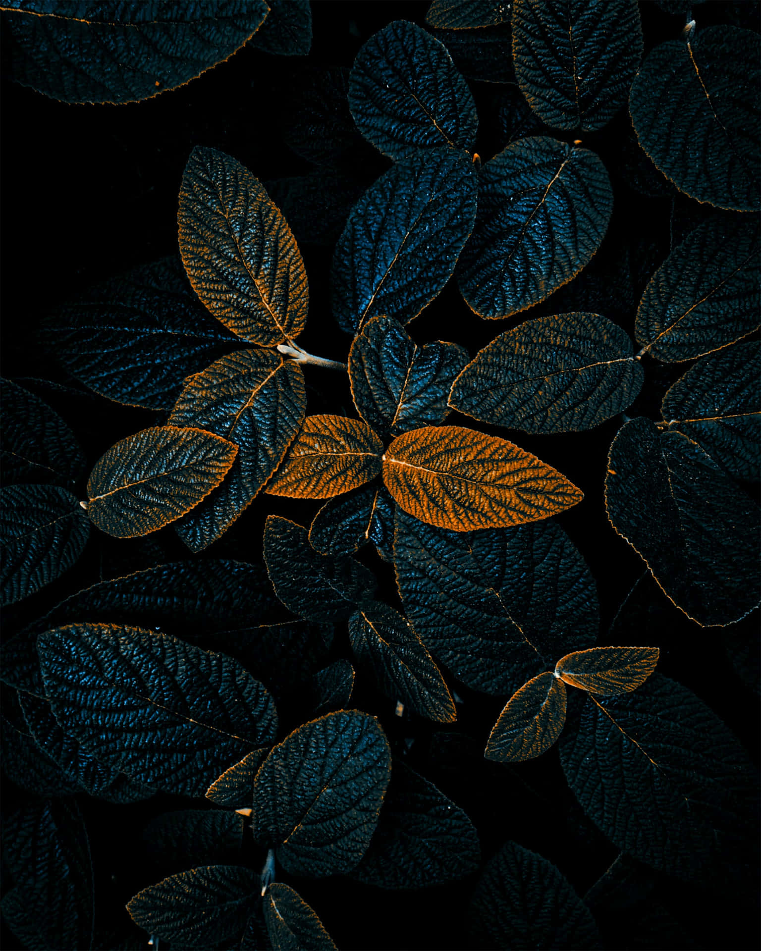 Complimentary Gold Leaves Wallpaper