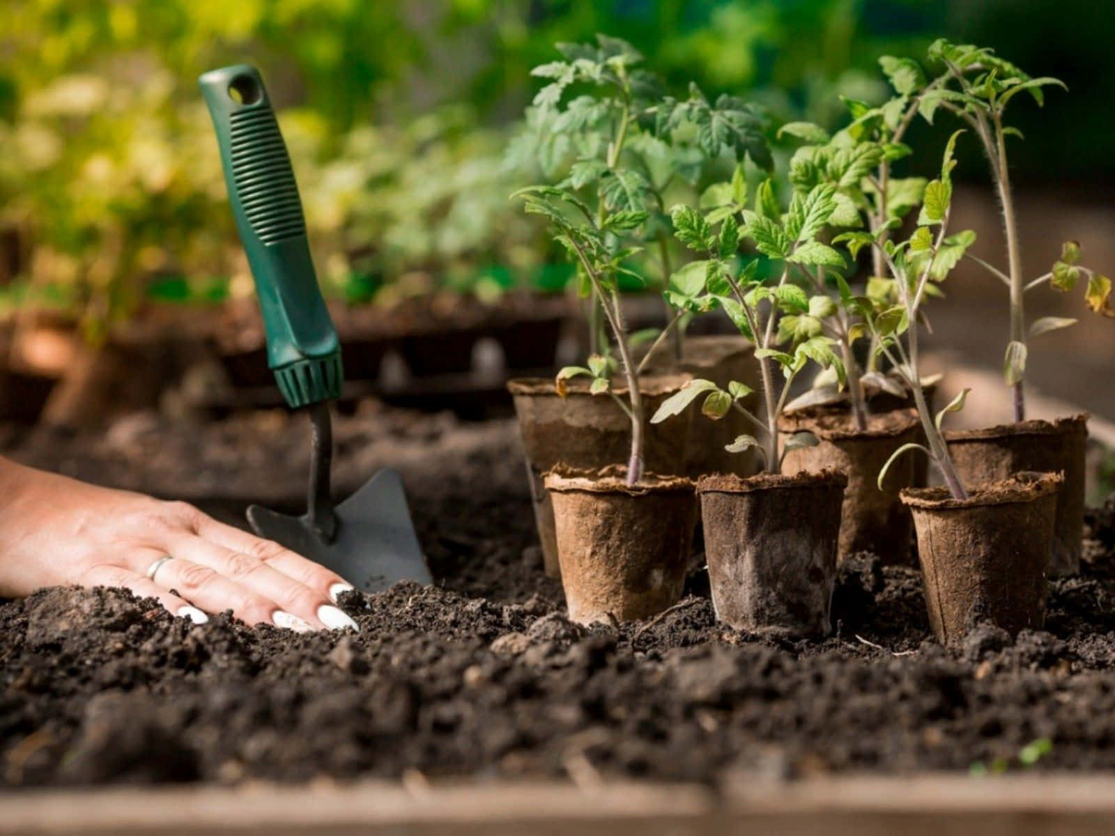 Fresh, Nutritious Compost in a Garden Wallpaper