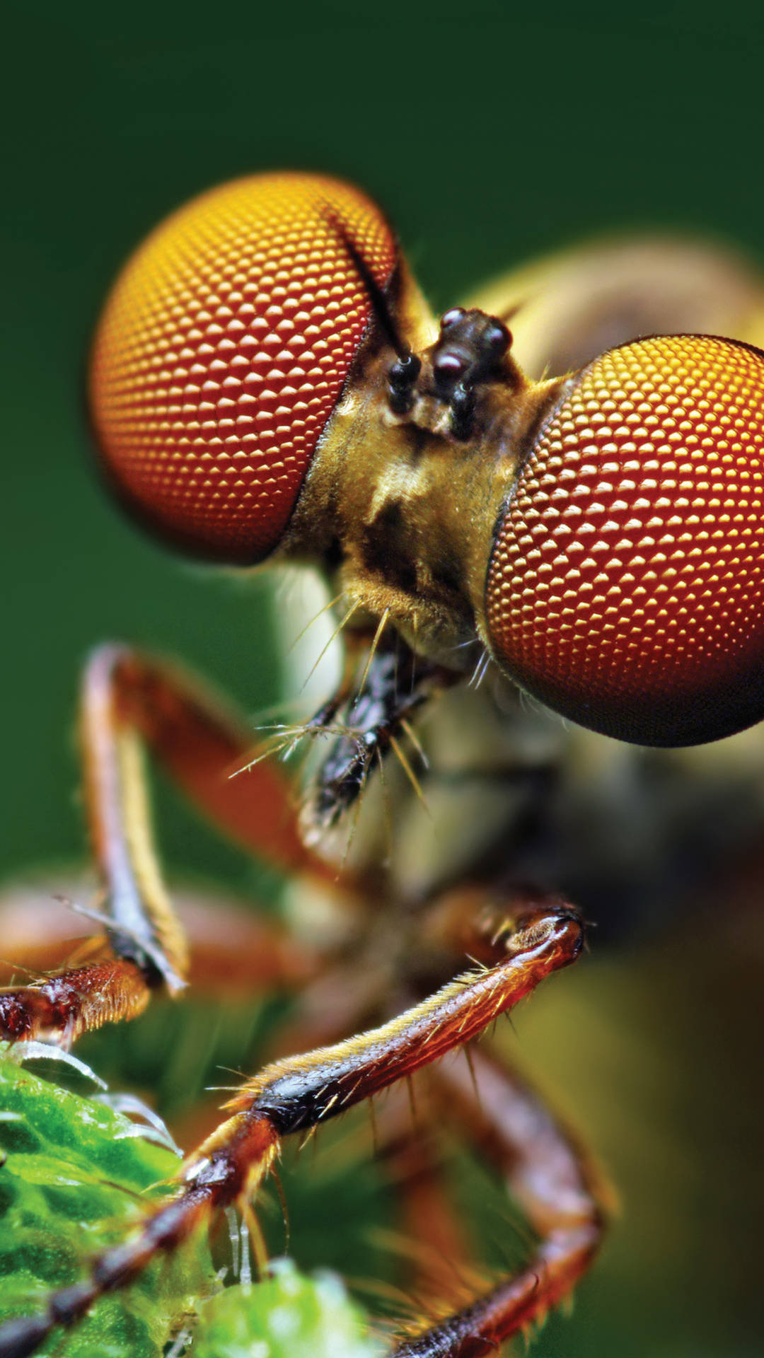 Compound Eyes Fly Wallpaper