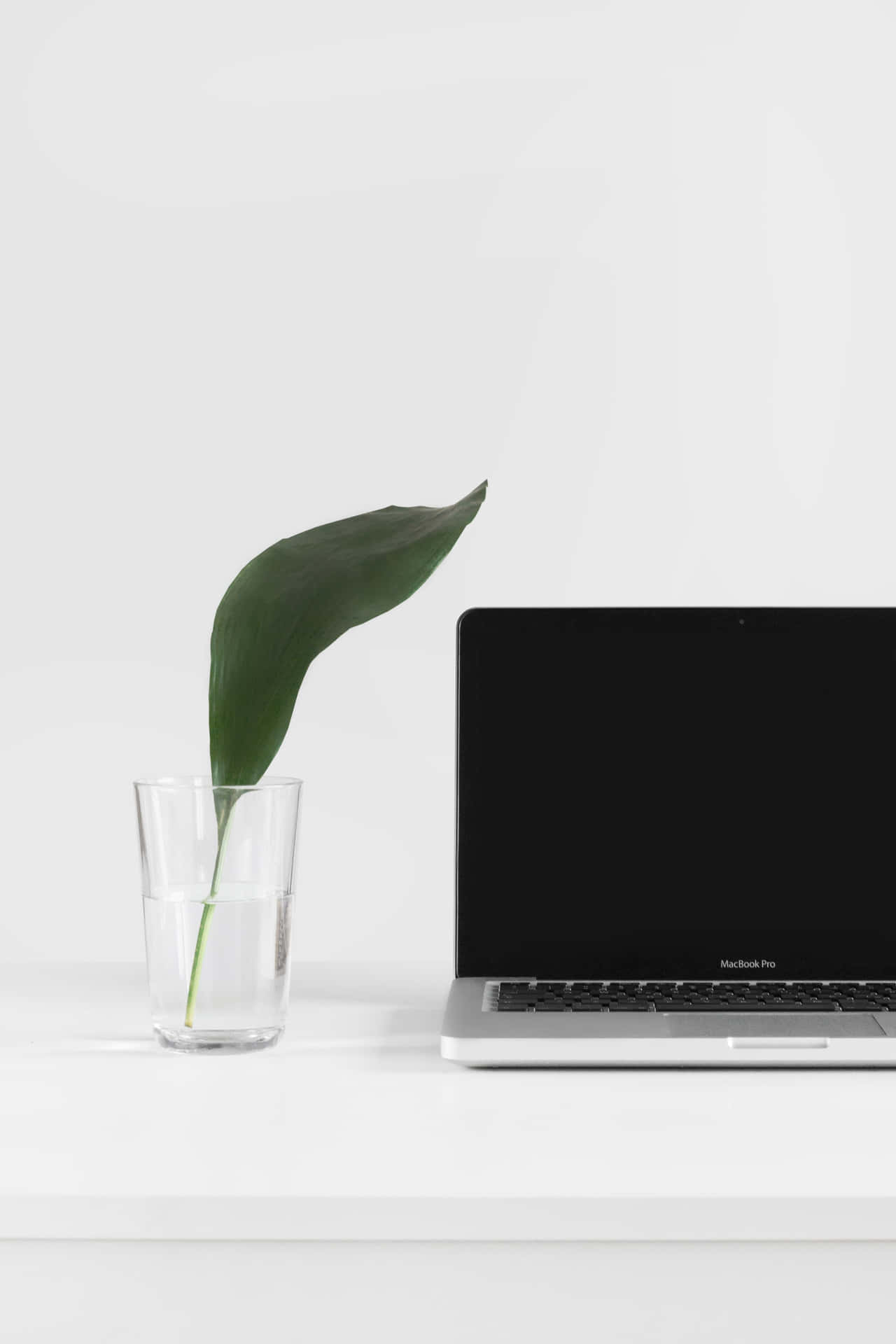 Laptop Computer And Leaf Background