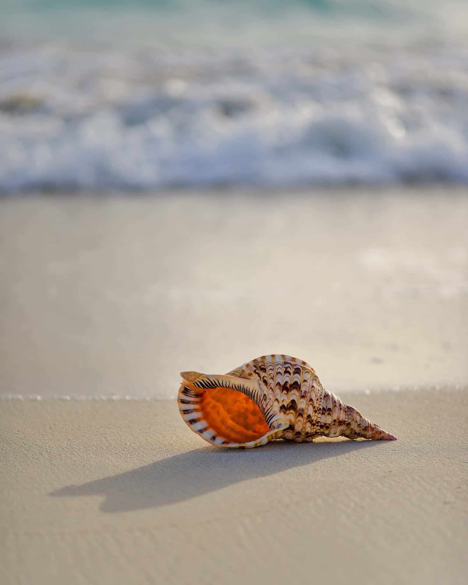 Conch Seashell On The Shore Wallpaper