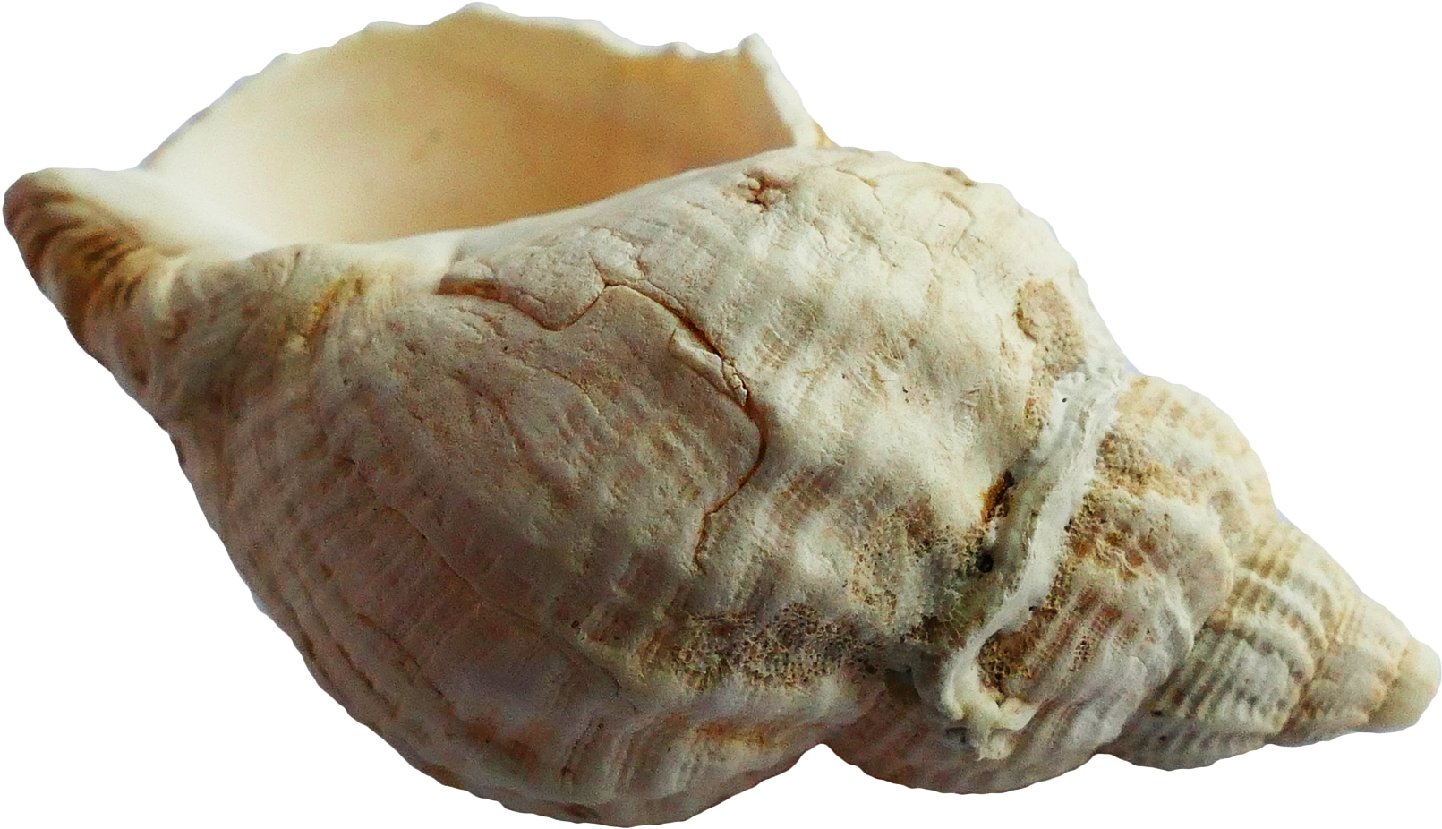 Conch Shell Isolatedon White Background PNG