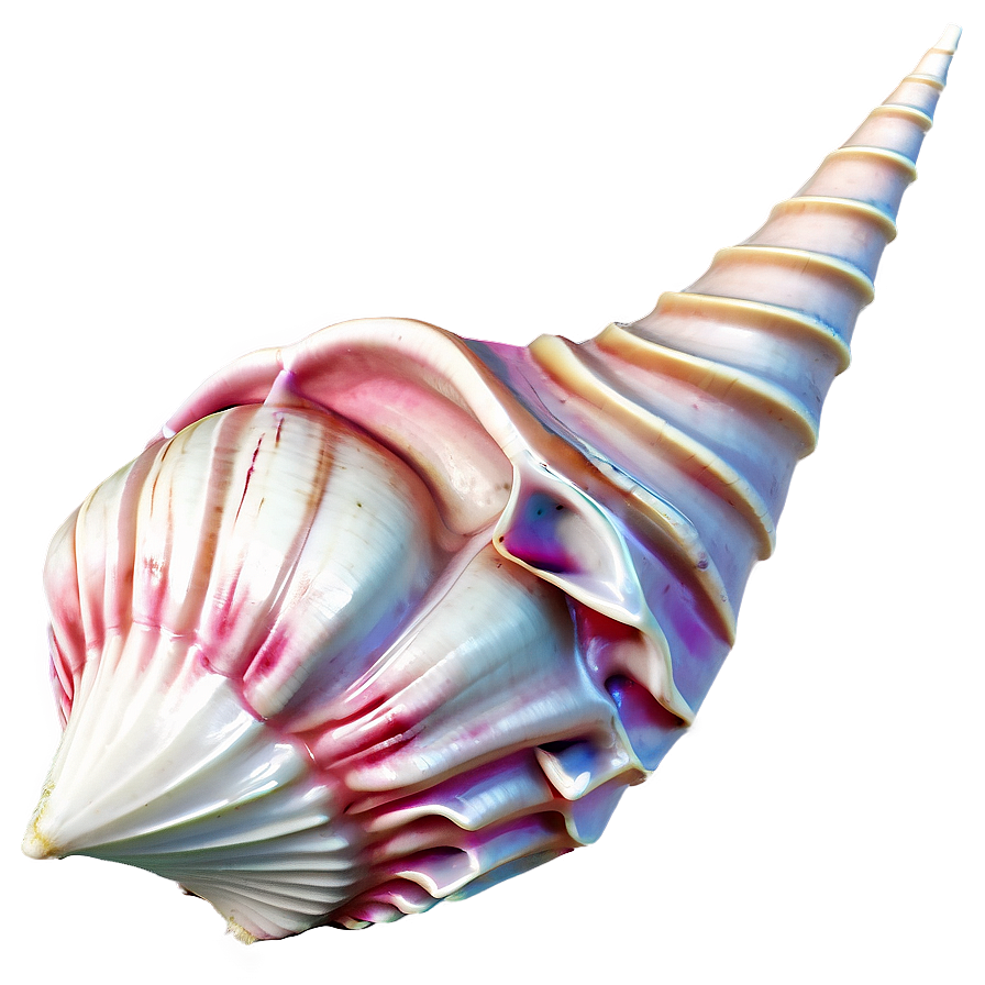 Conch Shell Outline Png Pgh3 PNG