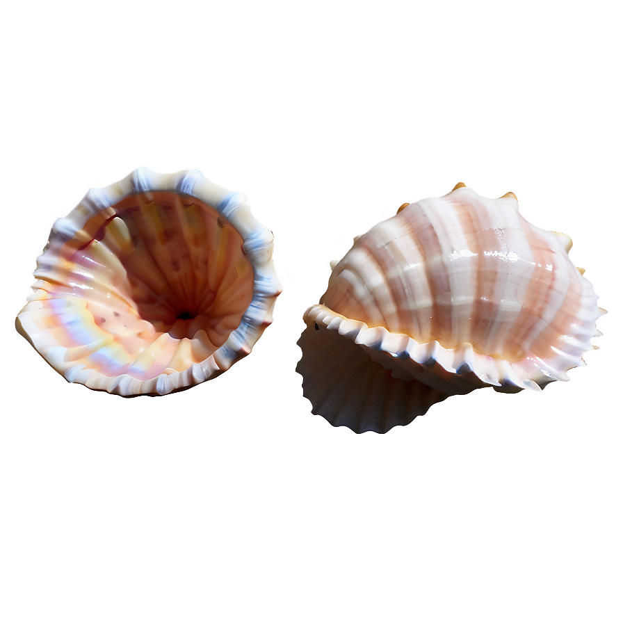 Conch Shell Outline Png Vdh PNG