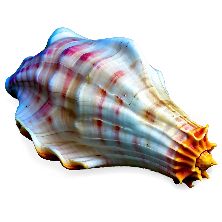 Conch Shell Outline Png Xen39 PNG