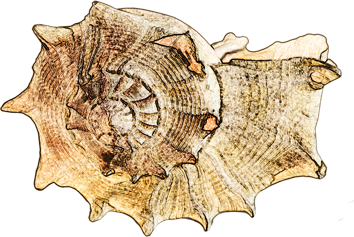 Conch Shell Sketch Artwork PNG